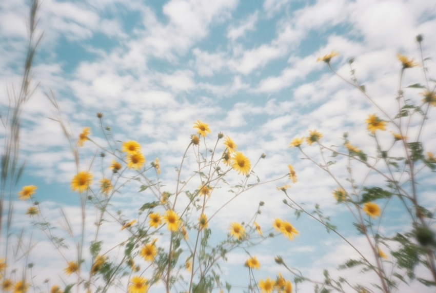 Blommor