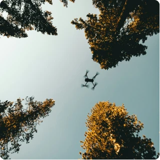 Looking up at the treetops with a drone hovering above.