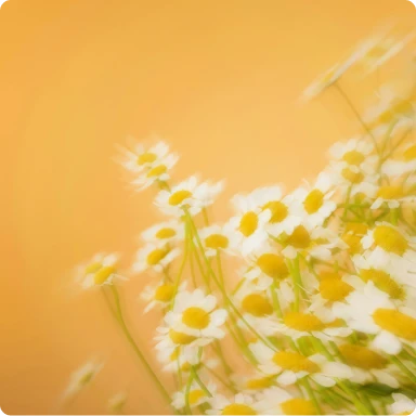 Flowers on golden background.