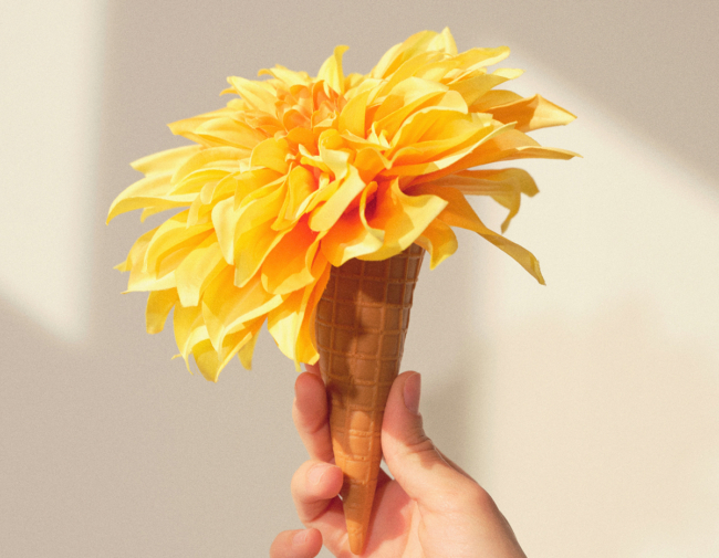 Ice cream cone with a flower in it instead of ice cream